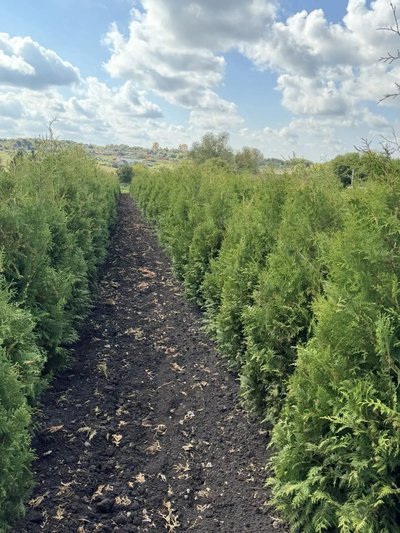 Туя Брабант Экстра - фото 24